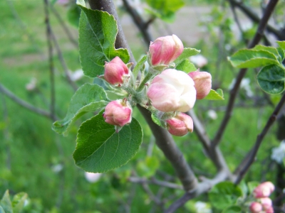 Wild-Blüten 2