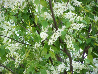 Blütenstände weiß 3