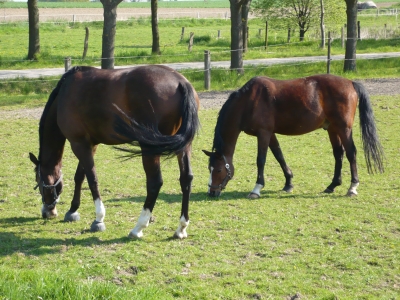 Pferde in Kalthof