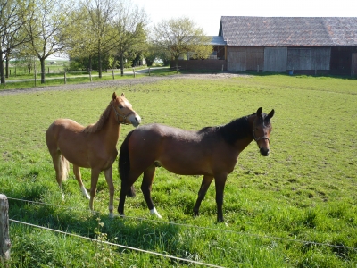 Pferde in Kalthof