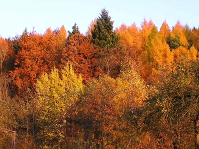 Herbstwald