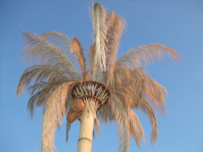 künstliche Palmen 2