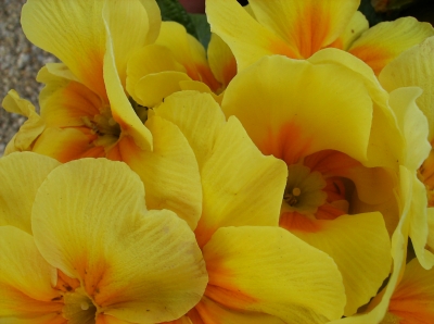 Blumen in gelb