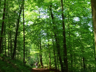 Weg durch den Maiwald