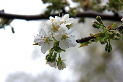 Kirschblüte