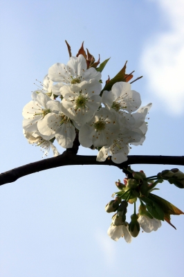 Kirschblüte