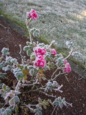 frostige Rosen