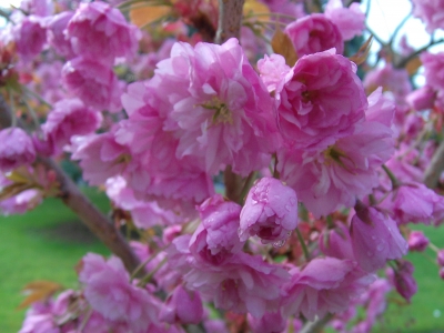 Rosa Traum mit Tränen