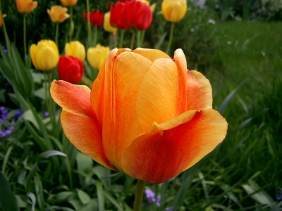 rot-orange Tulpe