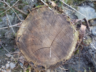 Querschnitt eines Baumstammes