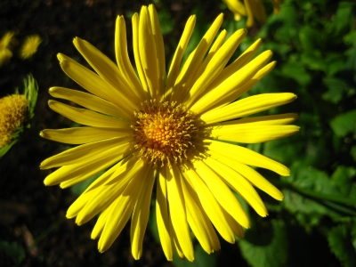 Gemswurz - gelbe Blüte