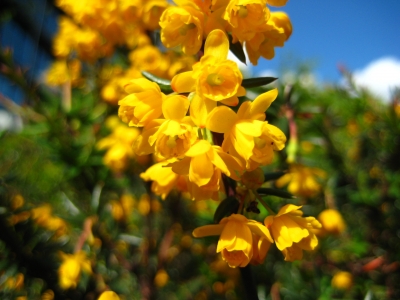 gelbe Blüten 2