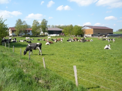 Kühe im Sauerland