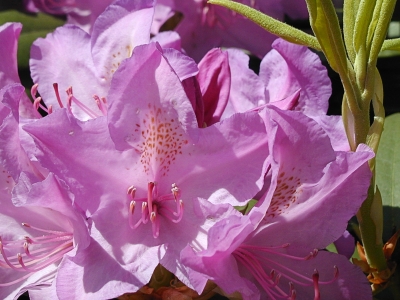 lila Rhododendron