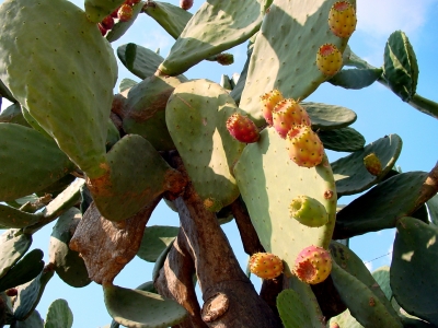 Kaktusfrüchte_2