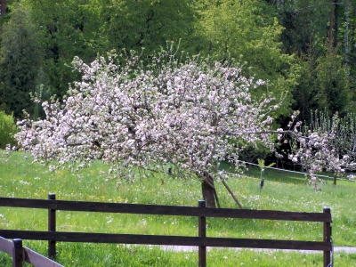 Blühender Baum