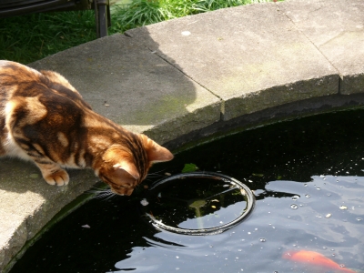 Katze und Fisch