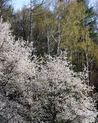 Frühlingsmärchenwald
