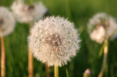 Pusteblume