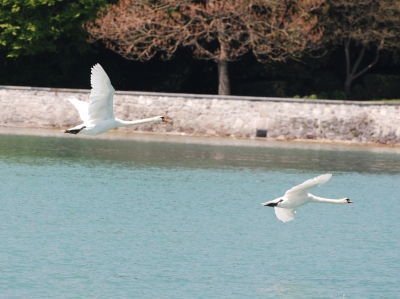 Schwäne im Flug 1