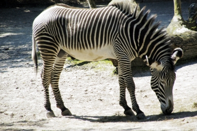 Zebra