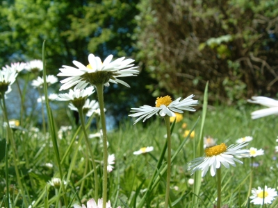 Gänseblümchen