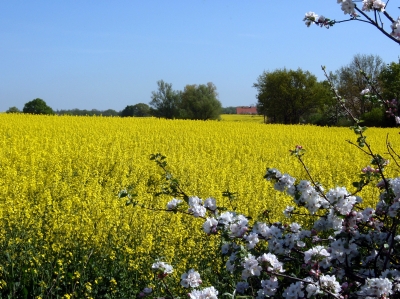 Die Oelfelder Mecklenburgs