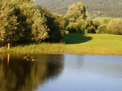 Entenfamilie auf dem Golfplatz