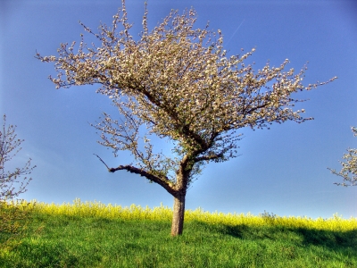 Apfelbaum (HDR)
