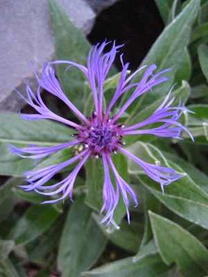 blau-lila Blüte