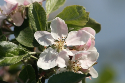 Apfelblüte