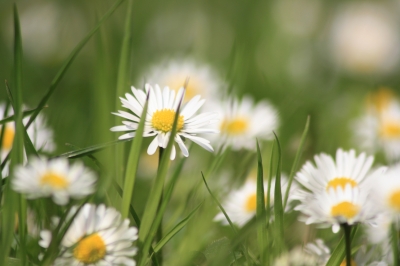 Gänseblümchen