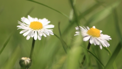 Gänseblümchen