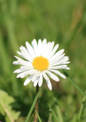 Gänseblümchen