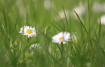 Gänseblümchen