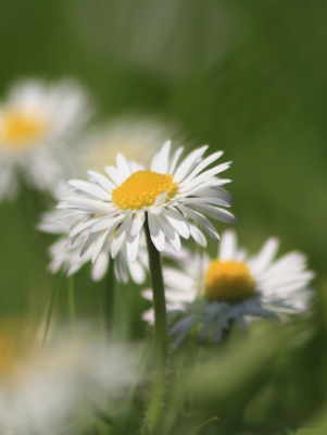 Gänseblümchen