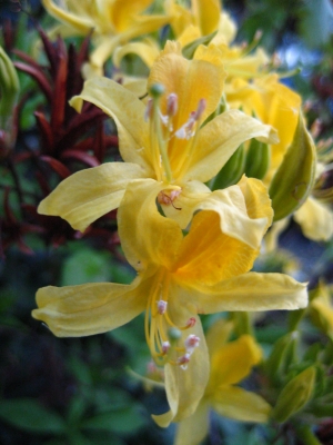 gelber Blütenstand