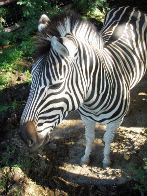 Zebra, Tierpark Altenfelden, OÖ