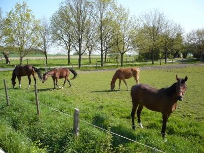 Pferde in Kalthof