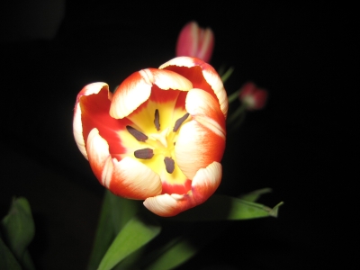 Tulpe auf schwarzem Hintergrund
