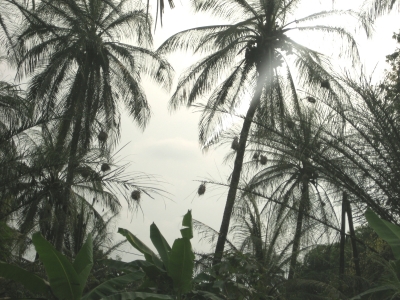 Palmen mit Vogelnestern in Limbe, Kamerun