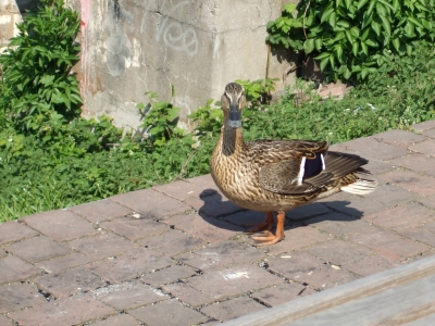 enten 9