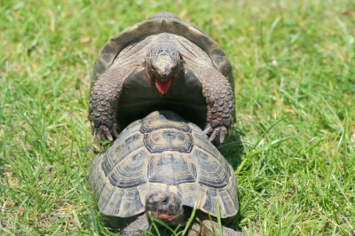 Schildkröten in Action