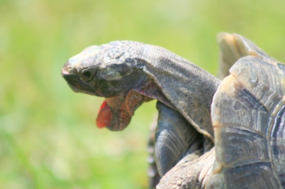 Männliche Schildkröte in Action
