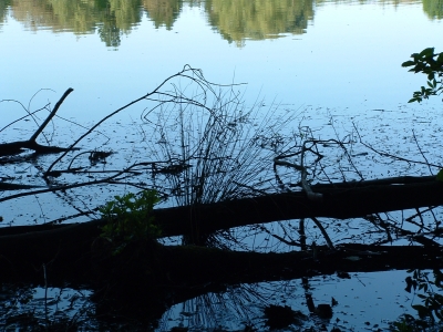 Baumstamm im See