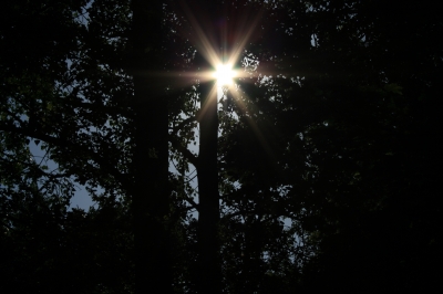 Sonnenstrahl im Wald