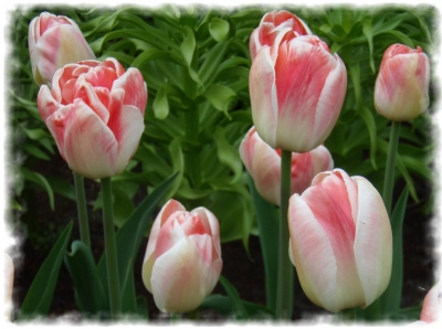 Tulpen ,rose-weiss