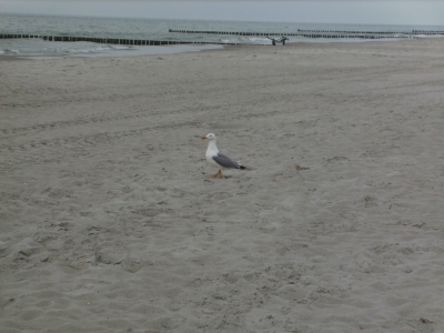 Einsame Möwe am Strand