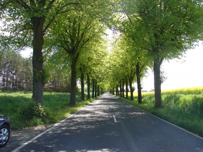 Allee 2