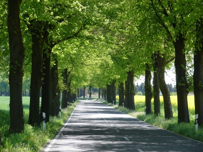 Allee 4